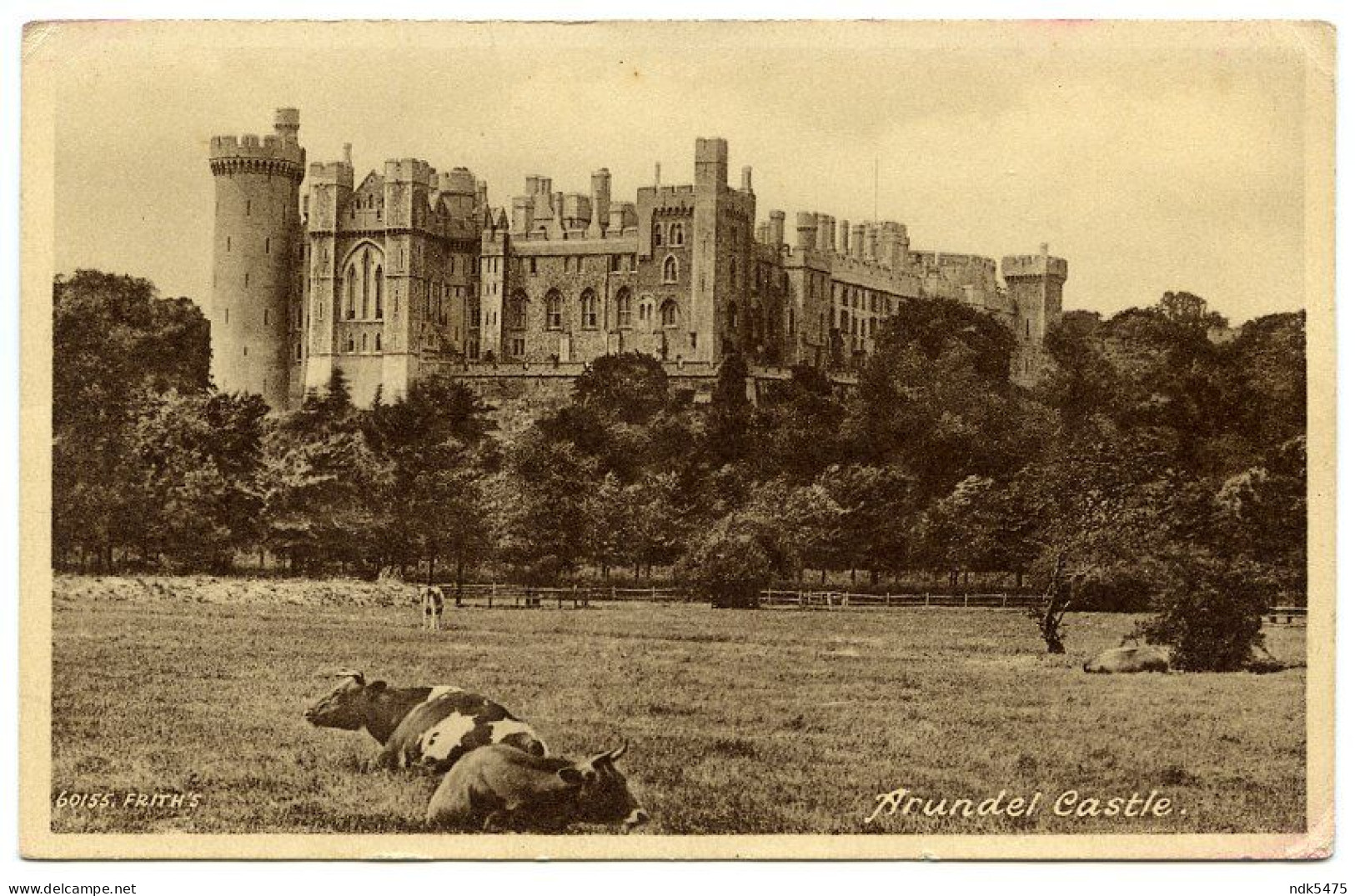 ARUNDEL CASTLE - WITH COWS - Arundel