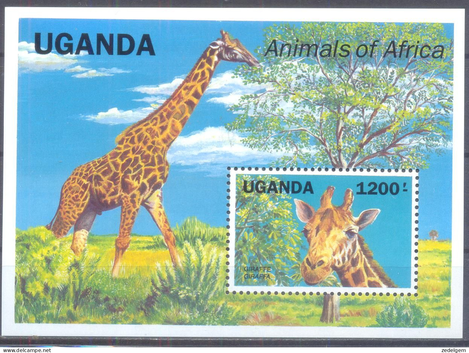 OEGANDA    (FAU125) XC - Girafes