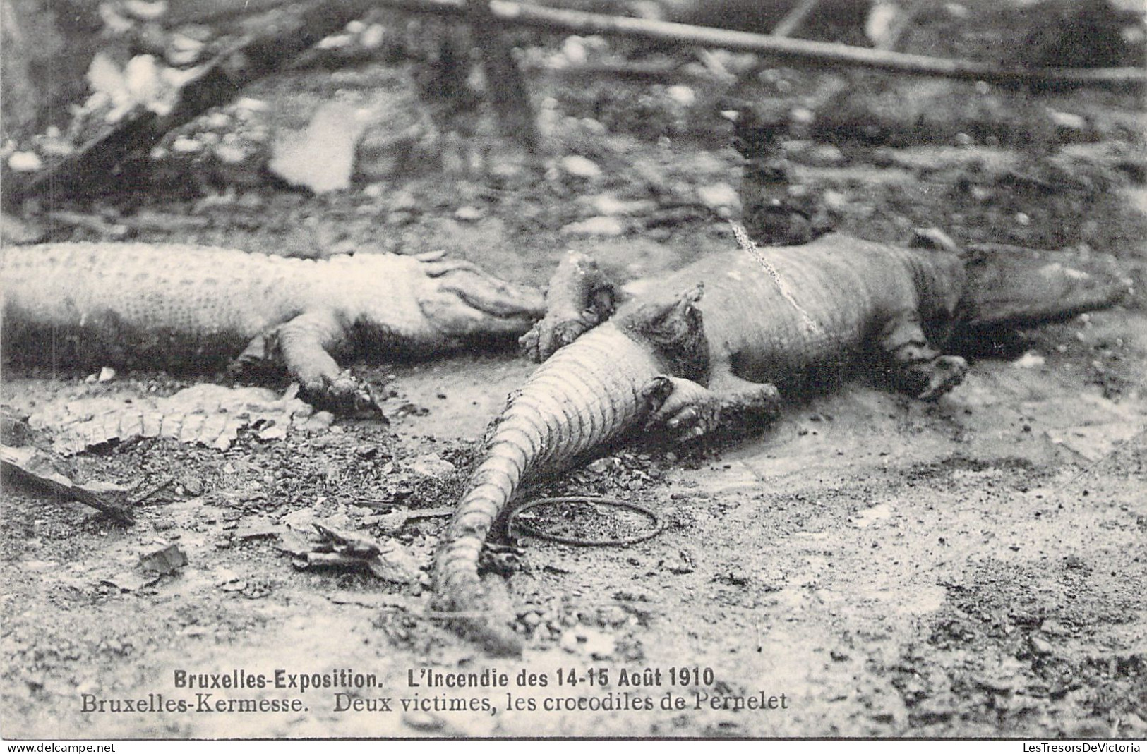 BELGIQUE - BRUXELLES - Exposition Universelle 1910 - Incendie - Crocodiles De Pernelet - Carte Postale Ancienne - Mostre Universali