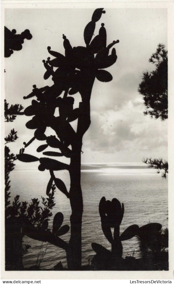 MONACO - Jardin Exotique - Effet De Lumière - NOPALEA CARA VIEGO - Cactus - Carte Postale Ancienne - Exotische Tuin