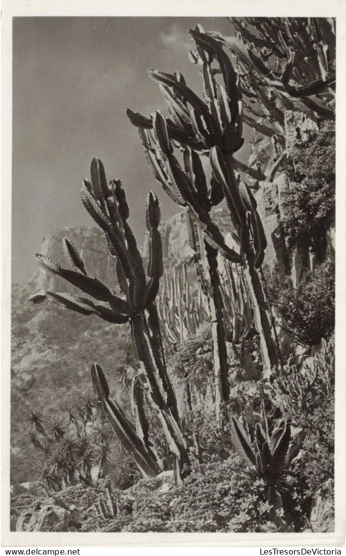 MONACO - Jardin Exotique - EUPHORBIA  NEUTRIA Et Divers - Cactus - Carte Postale Ancienne - Exotic Garden