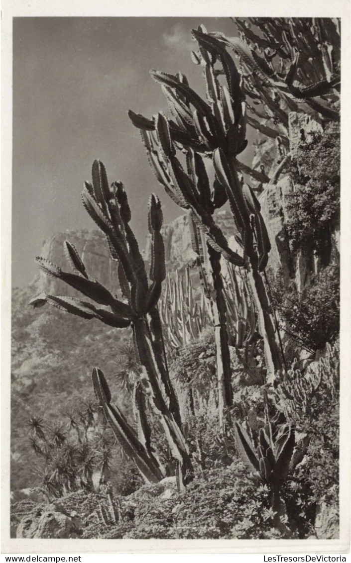 MONACO - Jardin Exotique - EUPHORBIA  NEUTRIA Et Divers - Cactus - Carte Postale Ancienne - Jardin Exotique