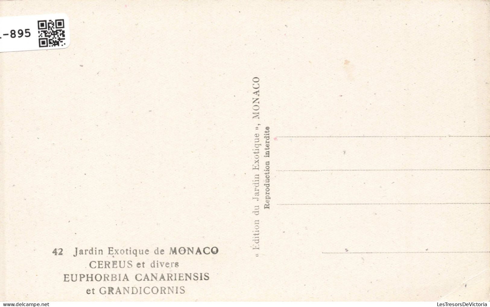 MONACO - Jardin Exotique - CEREUS Et Divers - EUPHORBIA CANARIENSIS Et GRANDICORNIS - Cactus - Carte Postale Ancienne - Giardino Esotico