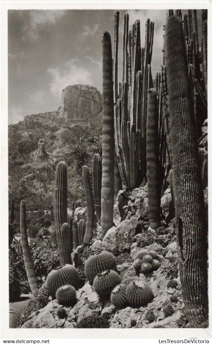 MONACO - Jardin Exotique - ECHINOCACTUS GRUSONII, PILOCEREUS POLYLOPHUS, CEREUS Divers - Carte Postale Ancienne - Exotische Tuin