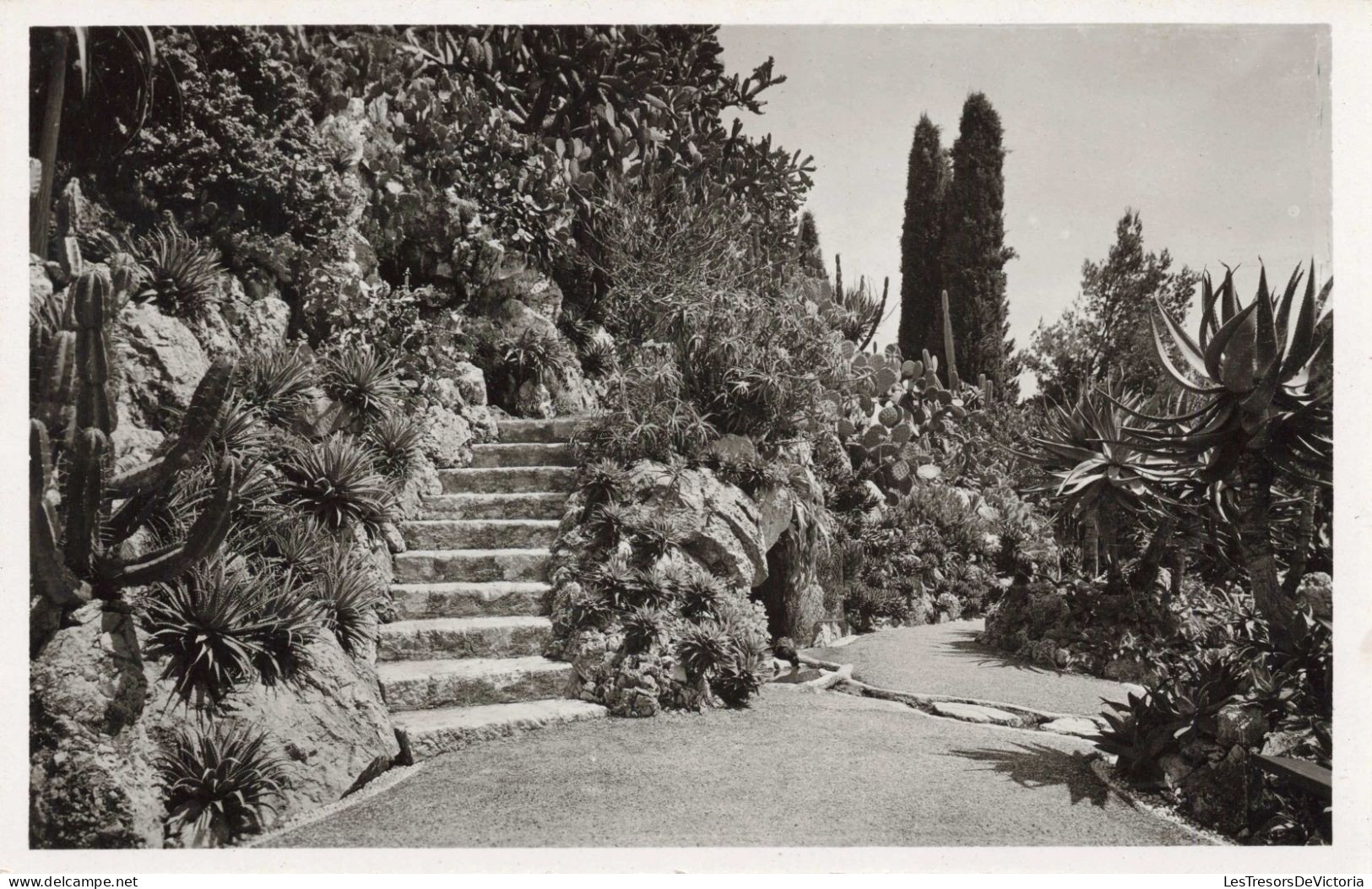 MONACO - Jardin Exotique - CEREUS, OPUNTIA, ALOES Divers - Carte Postale Ancienne - Exotic Garden