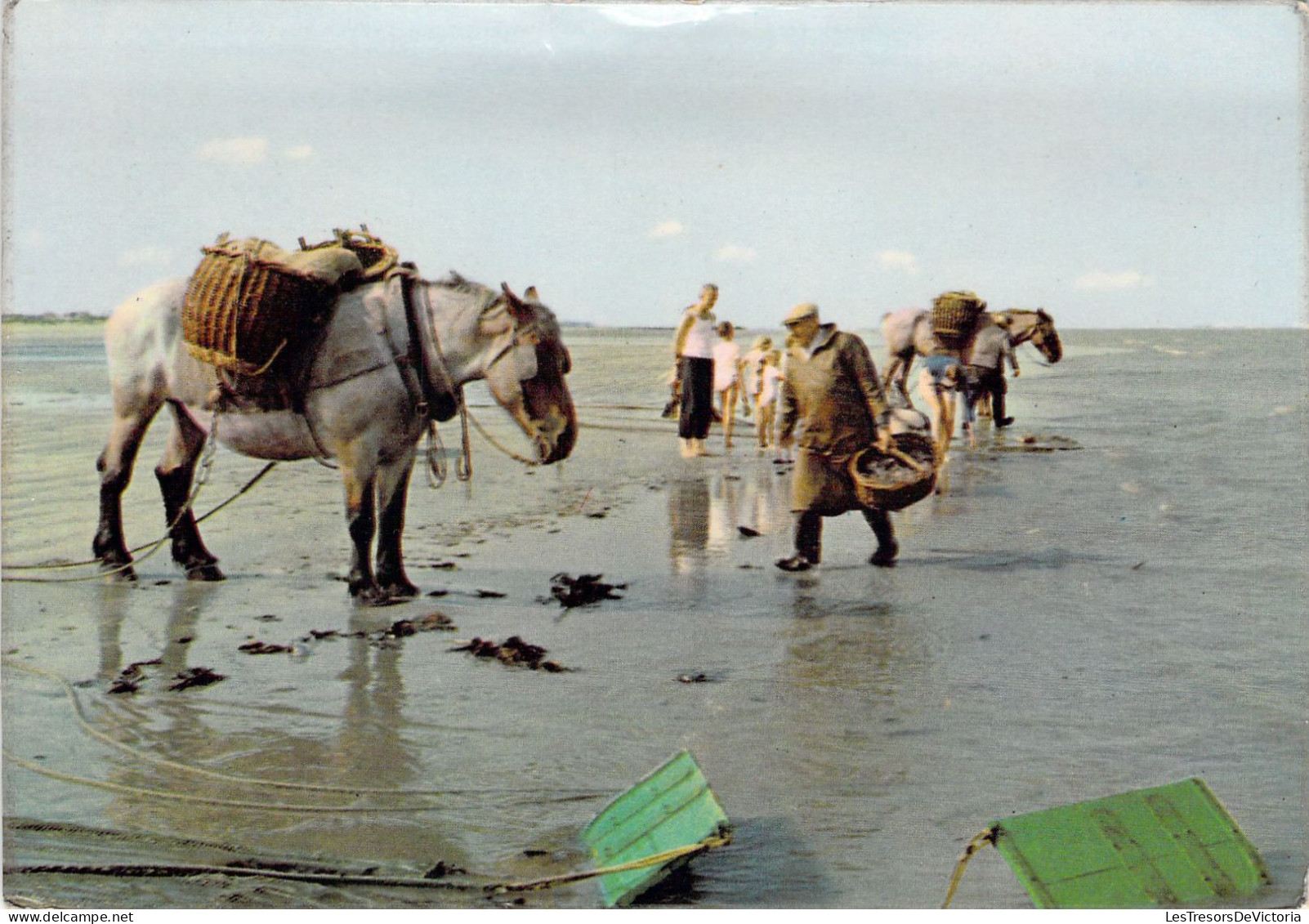 BELGIQUE - LA PANNE - Nos Pêcheurs De Crevettes - Carte Postale Ancienne - Andere & Zonder Classificatie