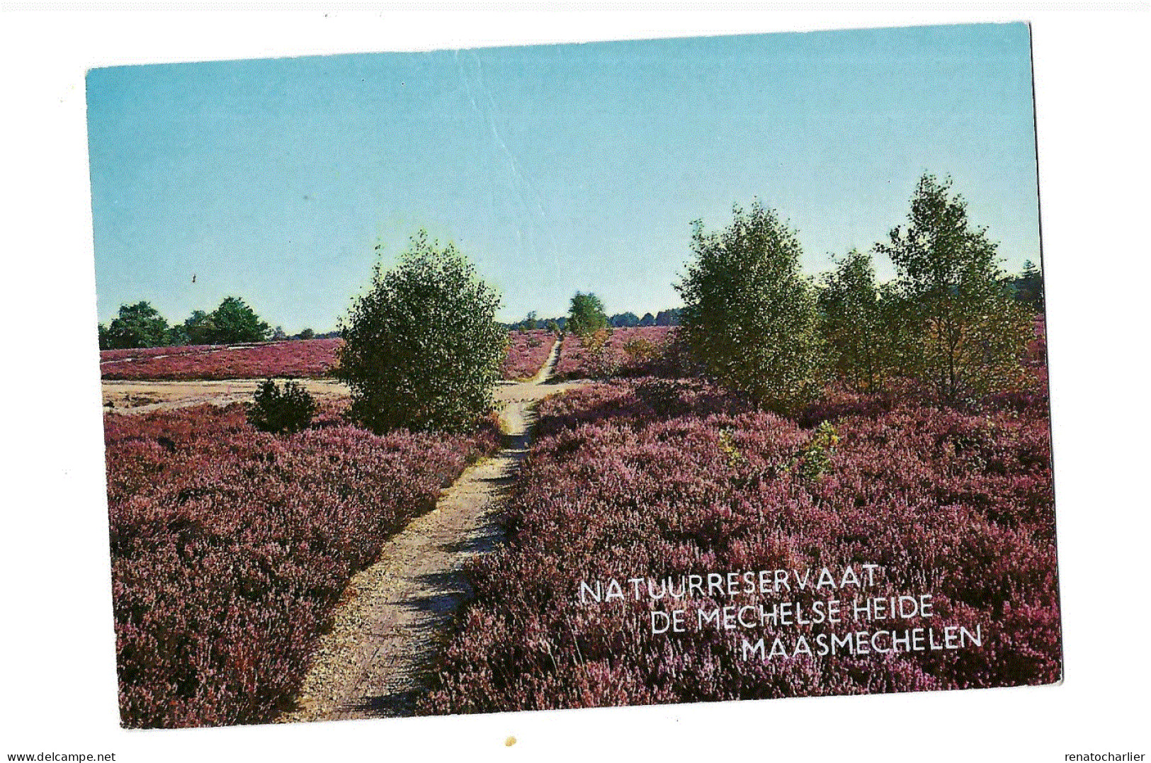 Natuurreservaat De Mechelse Heide. - Maasmechelen