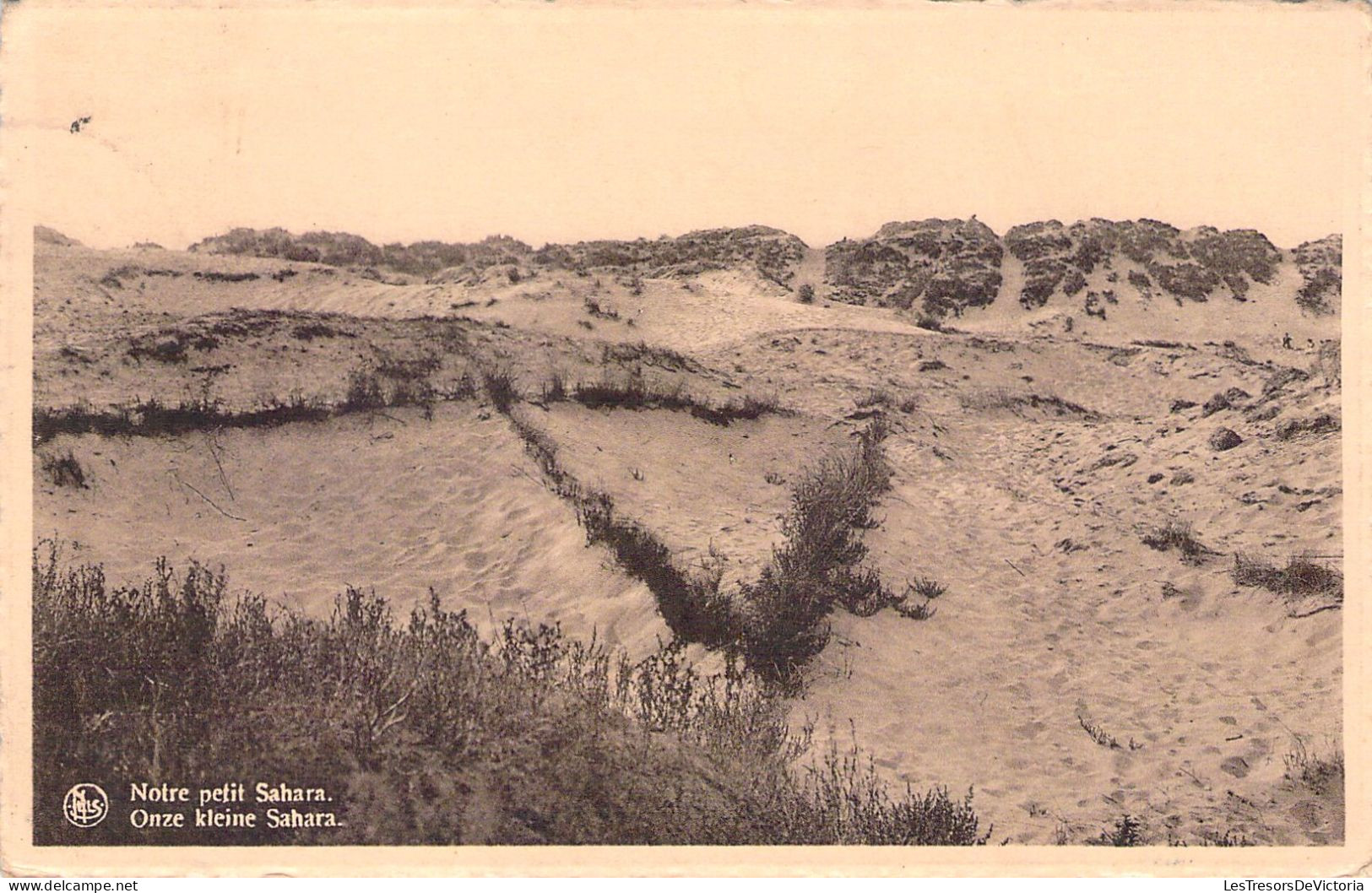 RBELGIQUE - NIEWPORT - Notre Petit Sahara - Carte Postale Ancienne - Nieuwpoort