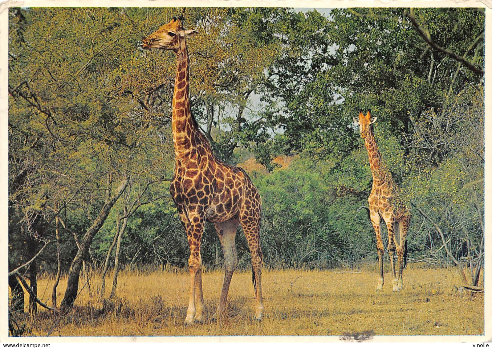 23-JK-4164 : GIRAFE - Girafes