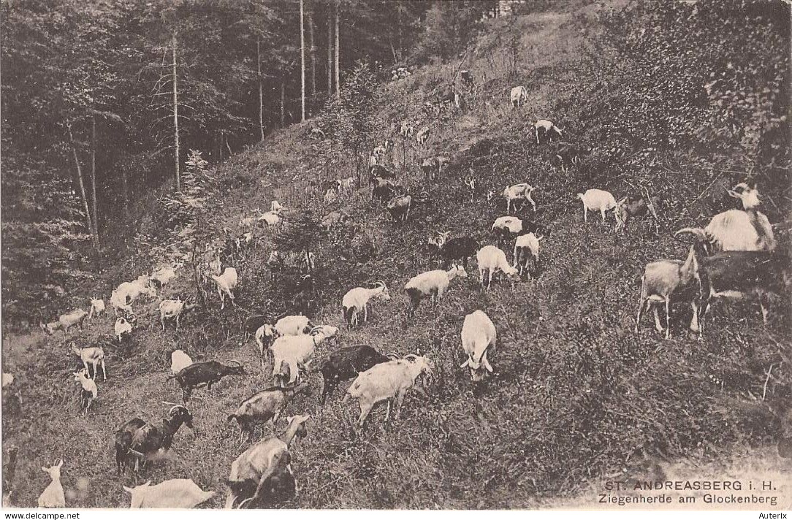 Allemagne - ST Andreasberg - Ziegenherde Am Glockenberg Goat Ziegen - St. Andreasberg