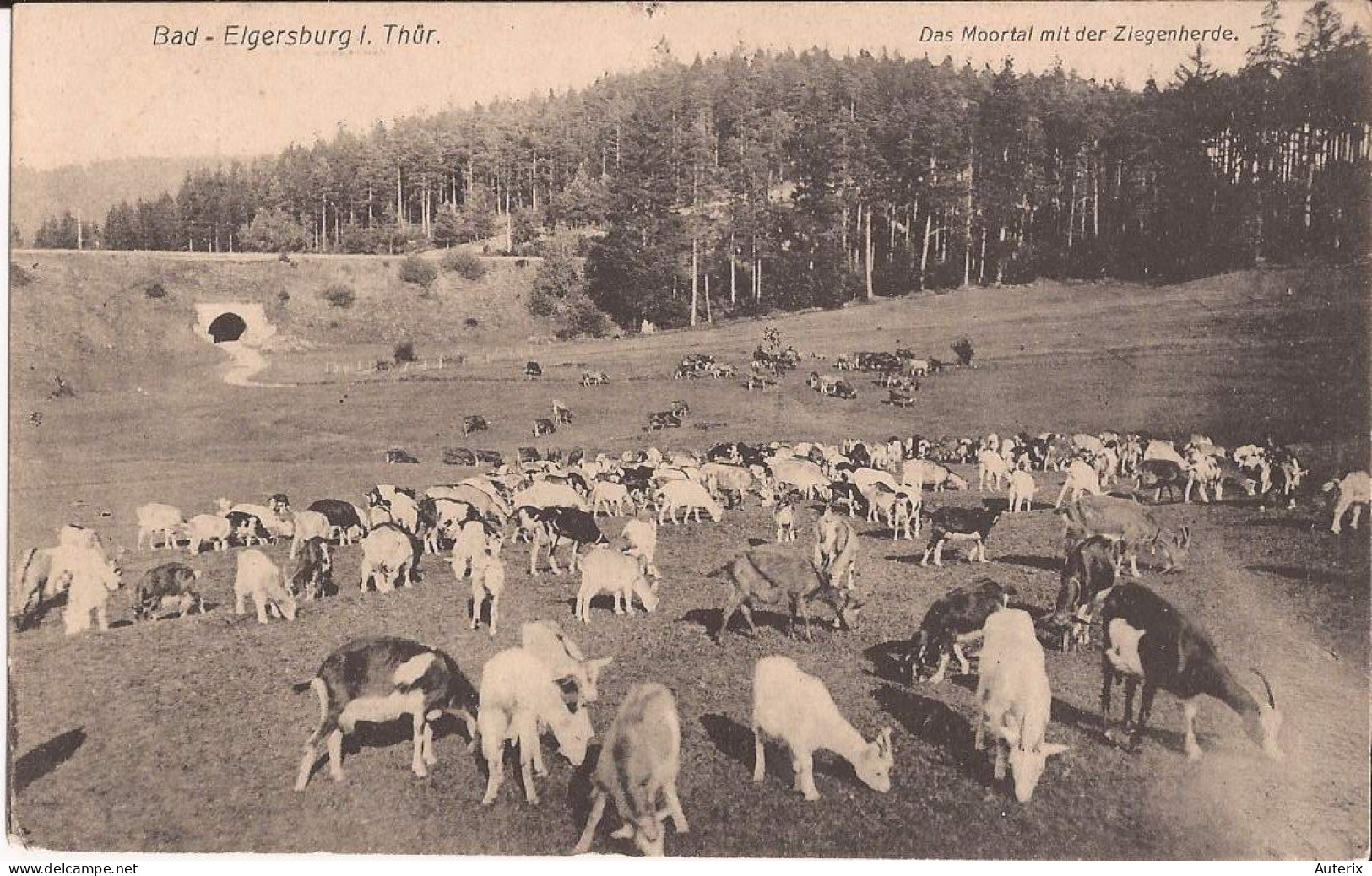 Allemagne - Das Moortal Mit Der Ziegenherde - Bad-Elgersburg I. Thur Goat Ziegen - Elgersburg