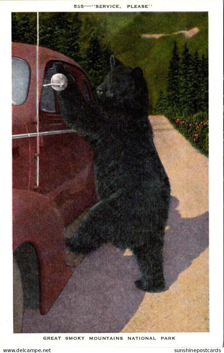 Great Smoky Mountains National Park Bear Standing By Car Service Please - Parques Nacionales USA