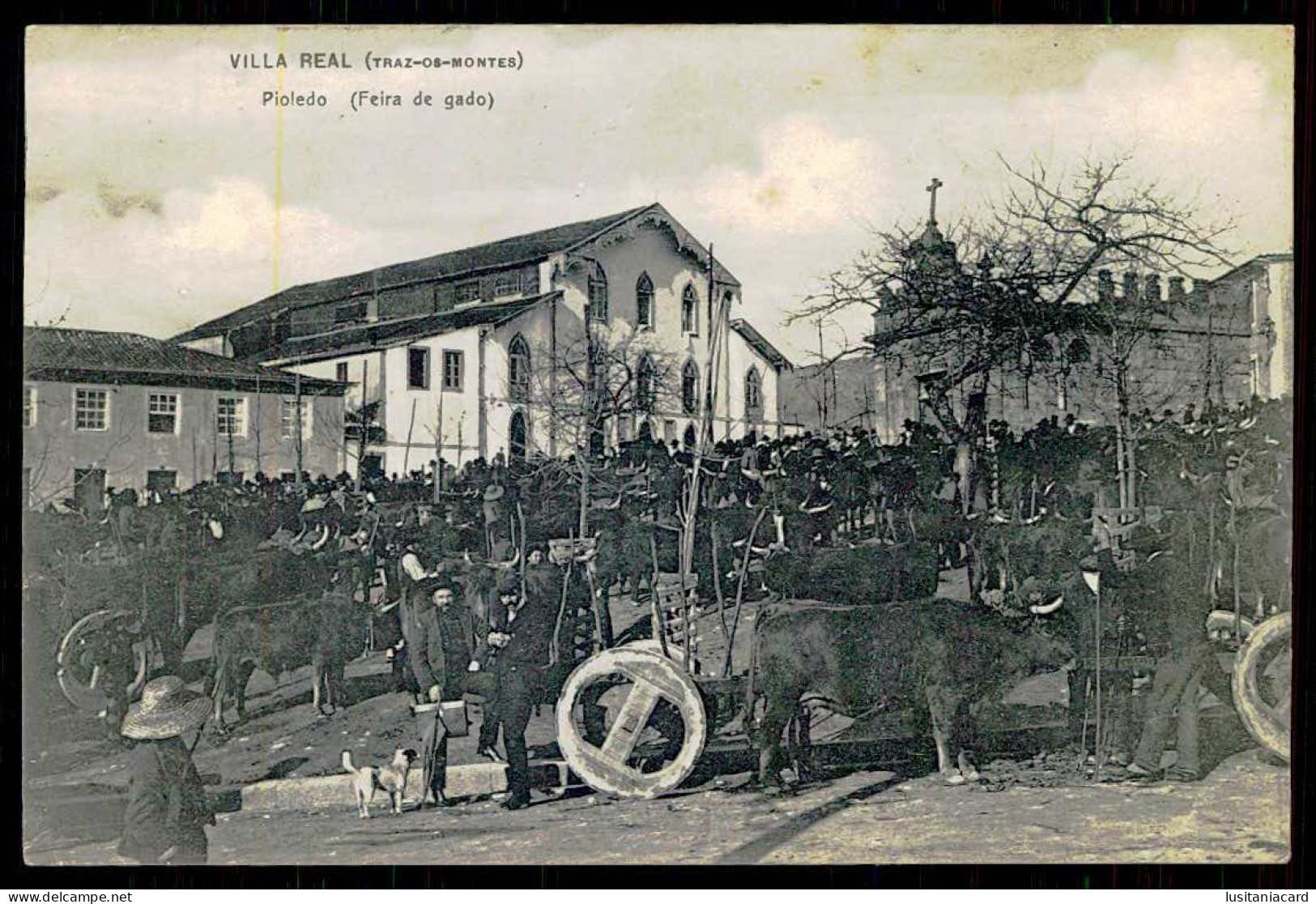 VILA REAL - PIOLEDO - FEIRAS E MERCADOS - Feira De Gado.(RARO) Carte Postale - Vila Real