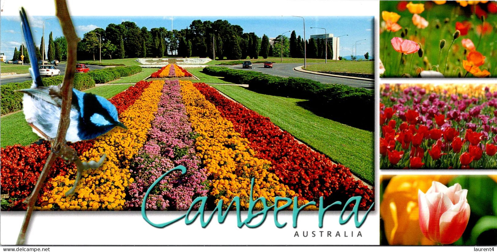 19-7-2023 (2 S 39) Australia - ACT - Canberra (flowers & Bird) - Canberra (ACT)