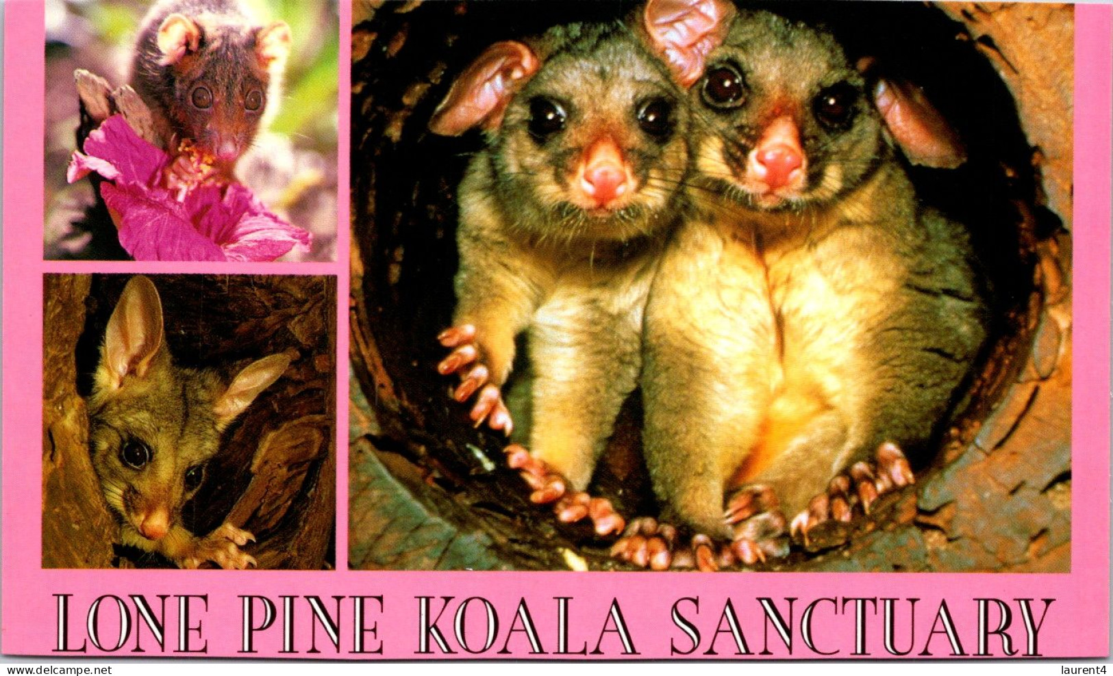 19-7-2023 (2 S 39) Australia - QLD - Lone Pine Koala Sanctuary & Possum - Gold Coast