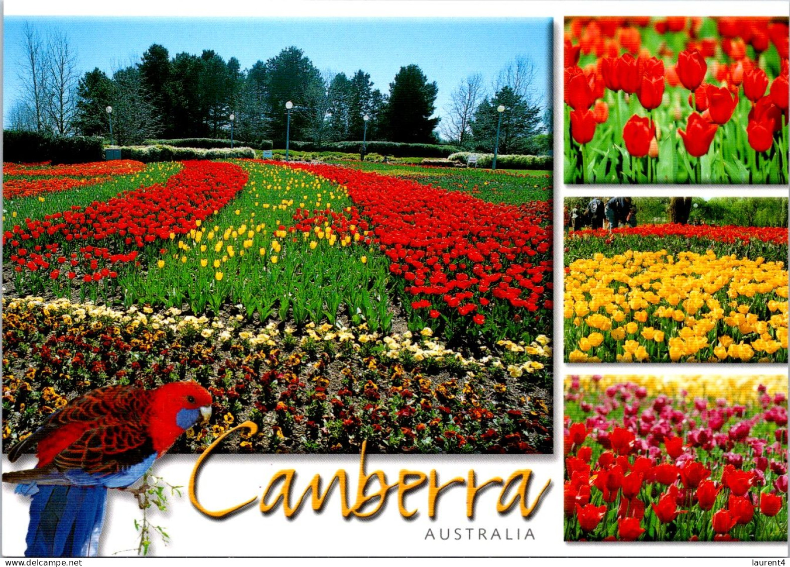 19-7-2023 (2 S 39) Australia - ACT - Floriade Festival - Flower & Bird (Canberra) - Canberra (ACT)