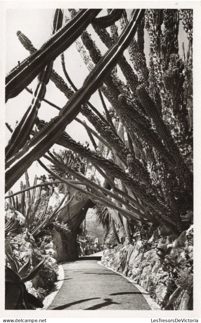 BELGIQUE - TURNHOUT - Jardin Exotique - CEREUS PITAHAYA MONSTRUOSA - Cactus - Carte Postale Ancienne - Turnhout