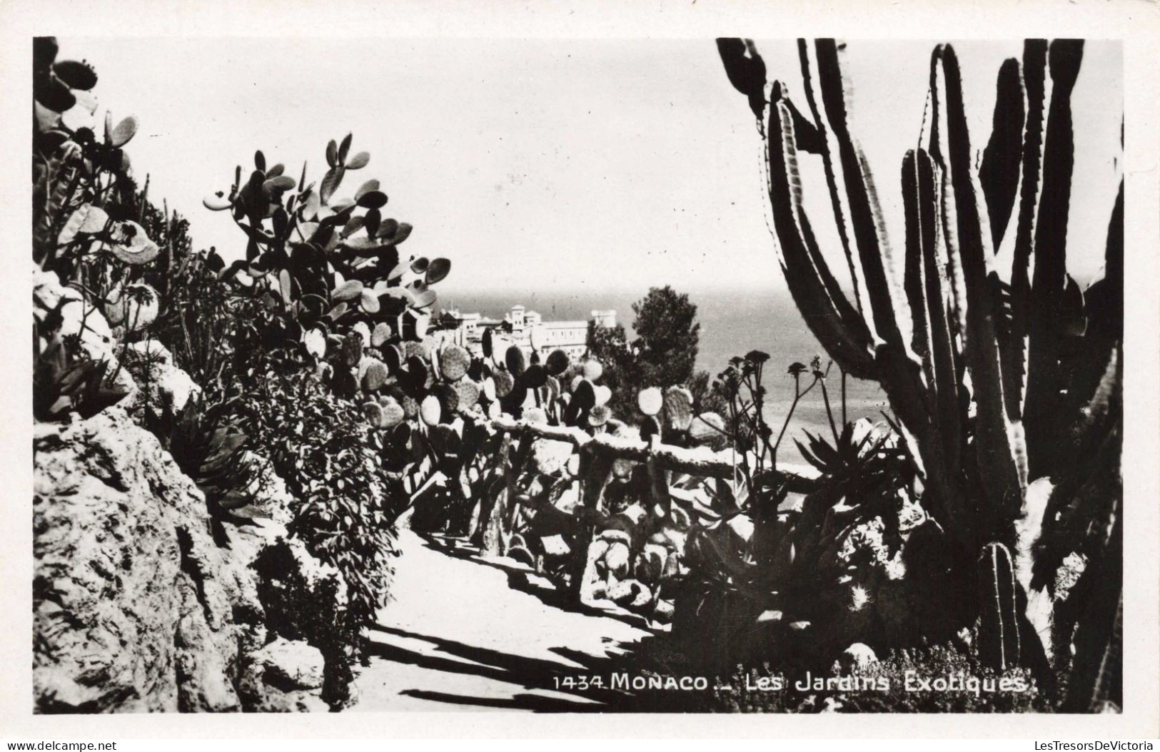 BELGIQUE - TURNHOUT - Les Jardins Exotiques - Cactus Divers - Carte Postale Ancienne - Turnhout