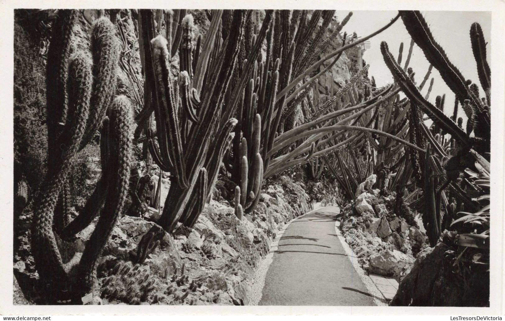 BELGIQUE - TURNHOUT - Jardin Exotique - PILOCEREUS FOSSULATUS, HOULETII, LANATUS, COMETES - Carte Postale Ancienne - Turnhout