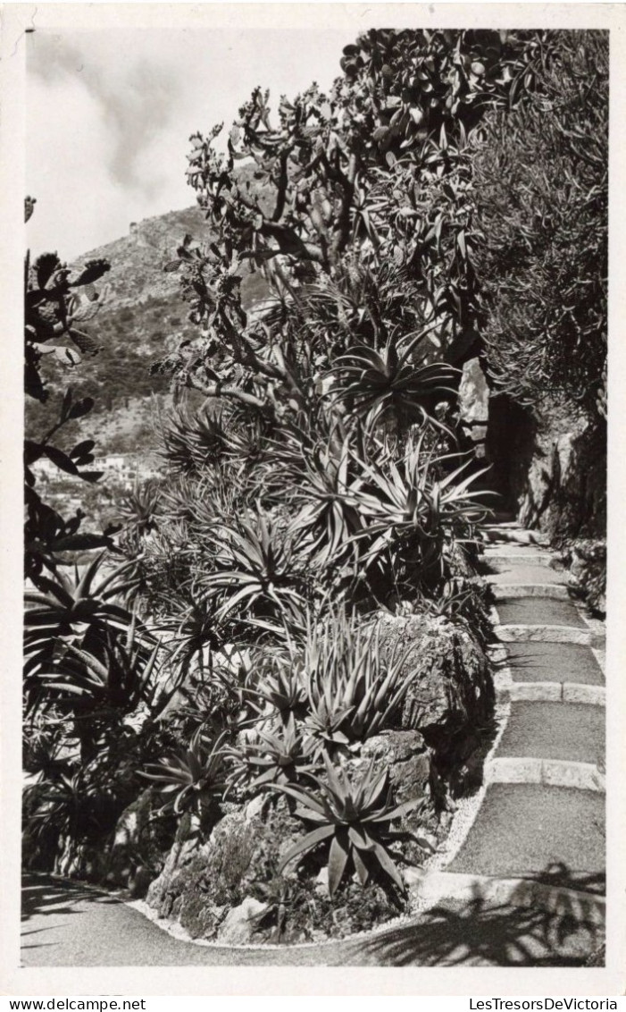 BELGIQUE - TURNHOUT - Jardin Exotique - ALOE Divers, OPUNTIA TOMENTOSA - Carte Postale Ancienne - Turnhout