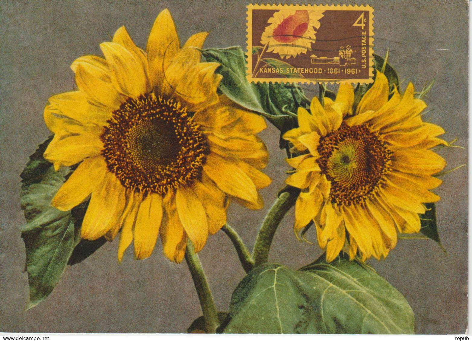 Etats-Unis Carte Maximum 1961 Tournesol Kansas 714 - Maximum Cards