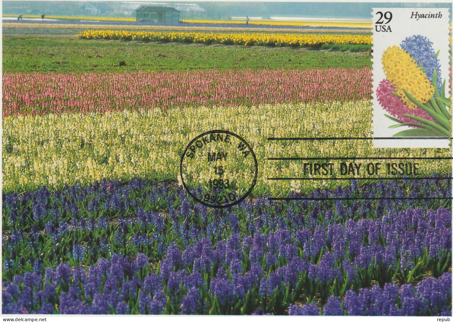 Etats-Unis Carte Maximum 1993 Fleurs Jacinthe 2156 - Cartoline Maximum