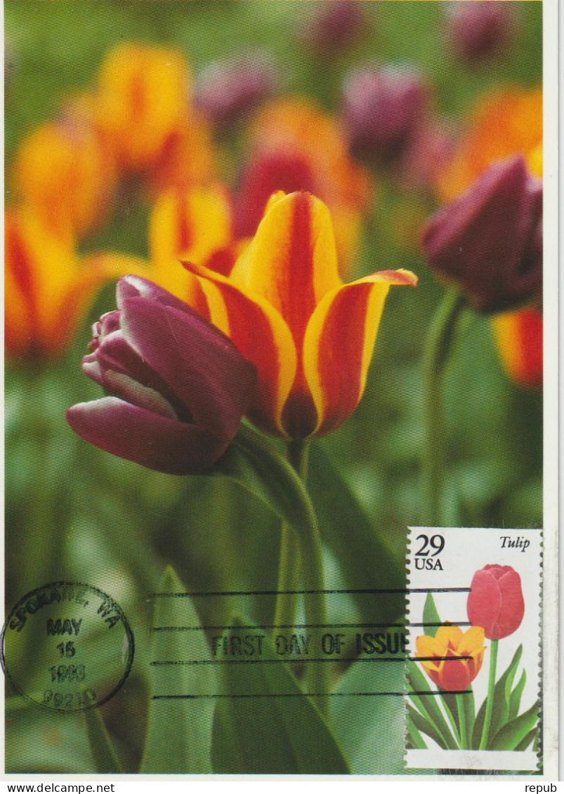 Etats-Unis Carte Maximum 1993 Fleurs Tulipes 2158 - Maximumkarten (MC)