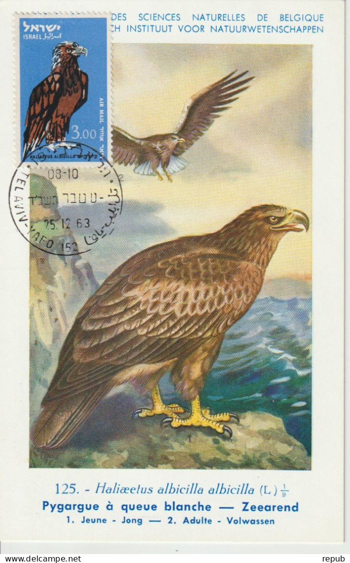 Israel Carte Maximum 1963 Oiseaux PA 37 - Maximum Cards