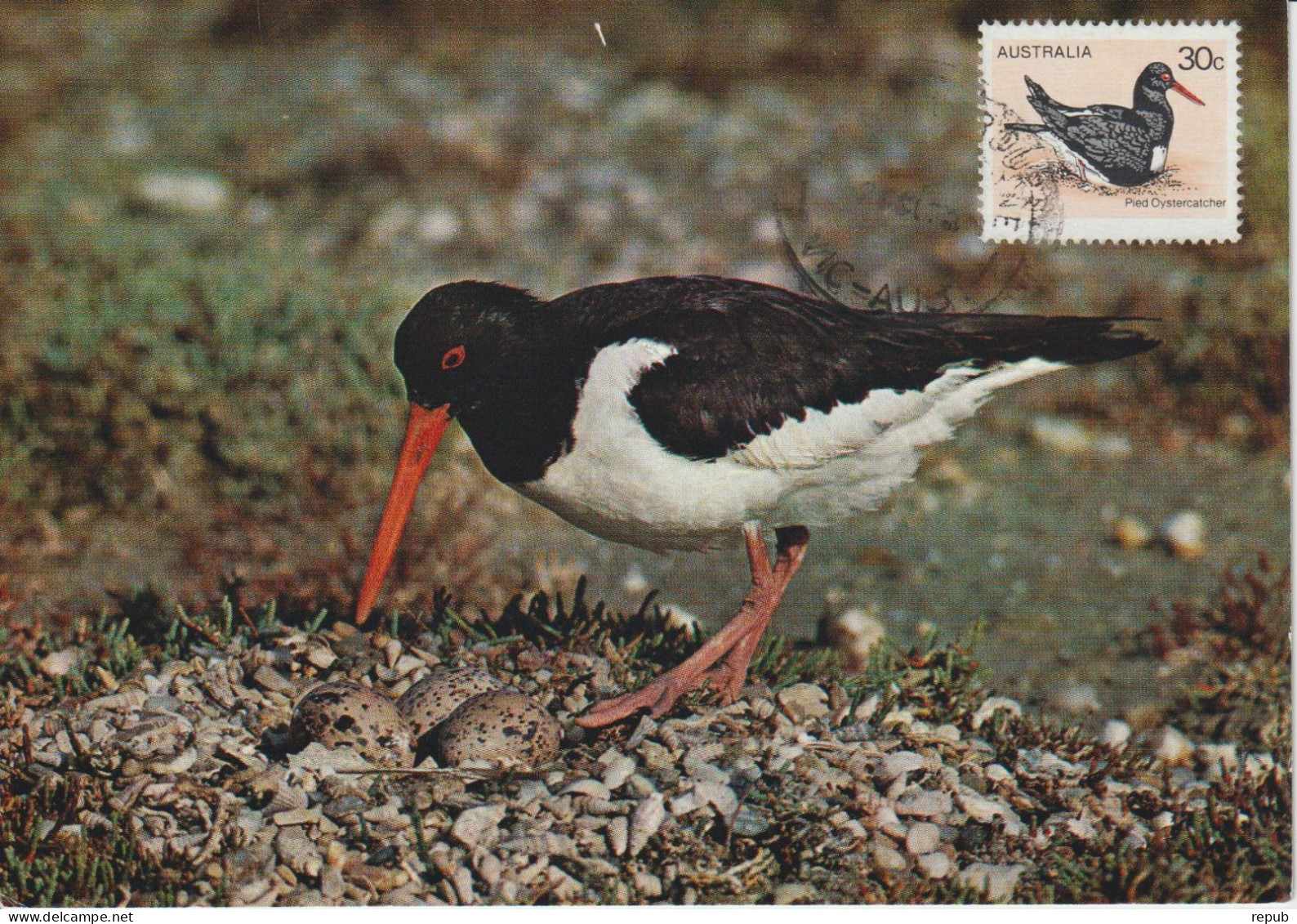 Australie Carte Maximum 1978 Oiseaux Huitrier 639 - Cartoline Maximum