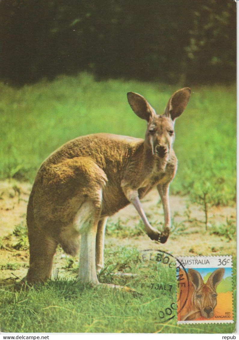 Australie Carte Maximum 1986 Kangourou 964 - Cartoline Maximum