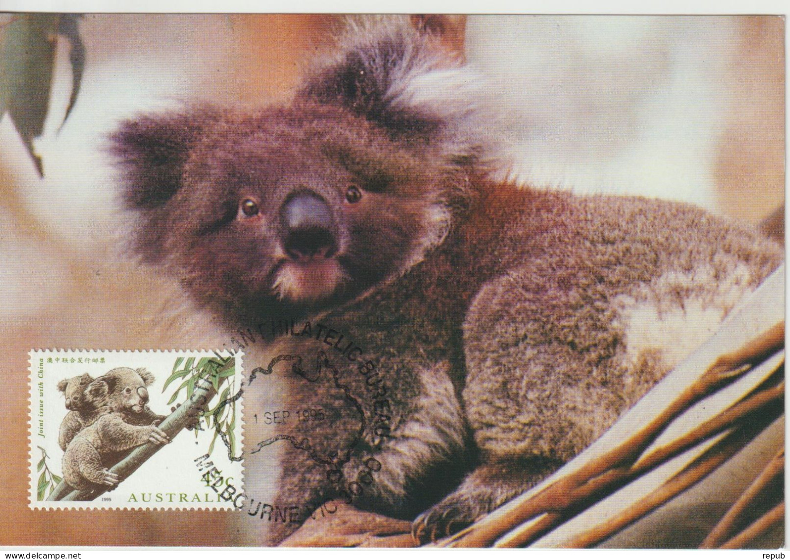 Australie Carte Maximum 1995 Koalas 1453 - Cartes-Maximum (CM)