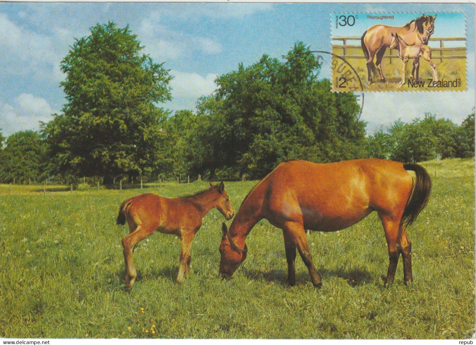 Nouvelle Zélande Carte Maximum 1984 Chevaux 878 - Cartas & Documentos