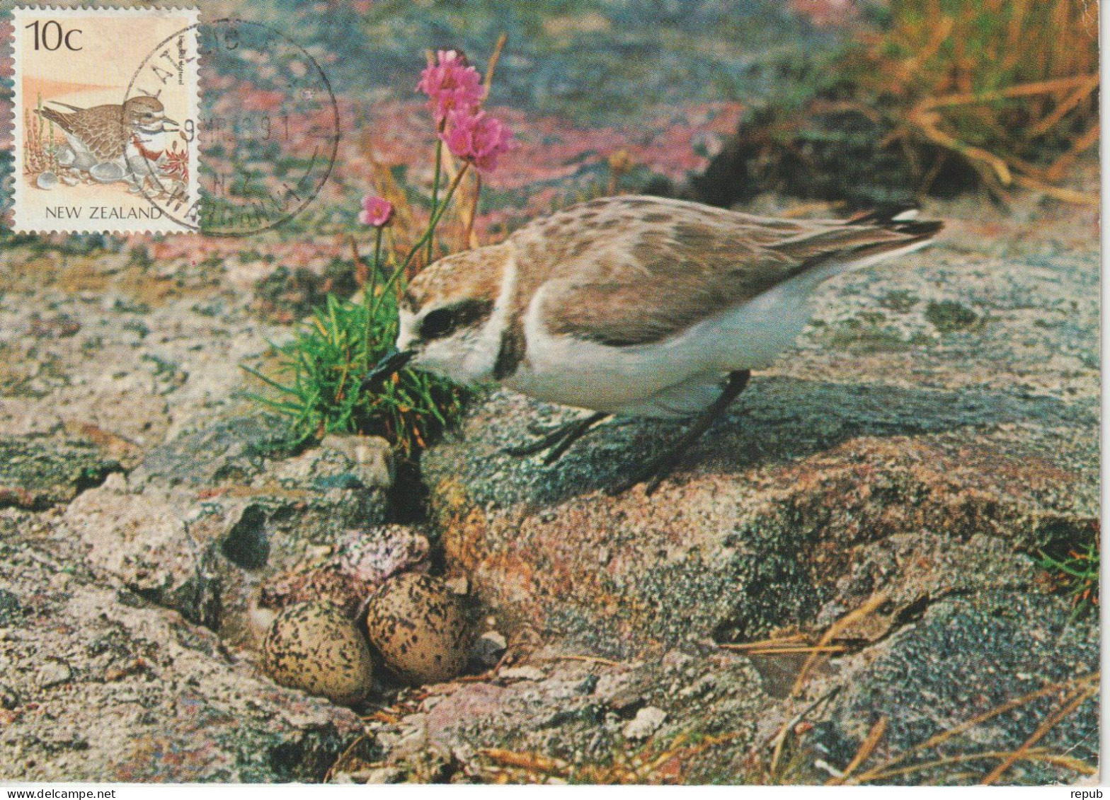 Nouvelle Zélande Carte Maximum 1988 Oiseaux Pluvier 1011 - Storia Postale