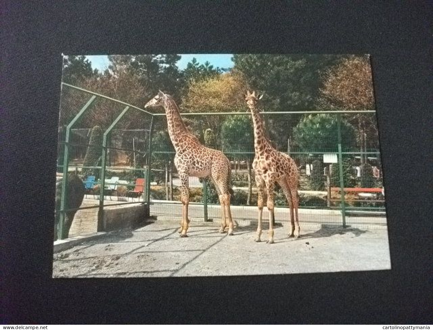 PISTOIA GIARDINO ZOOLOGICO GIRAFFE - Giraffes