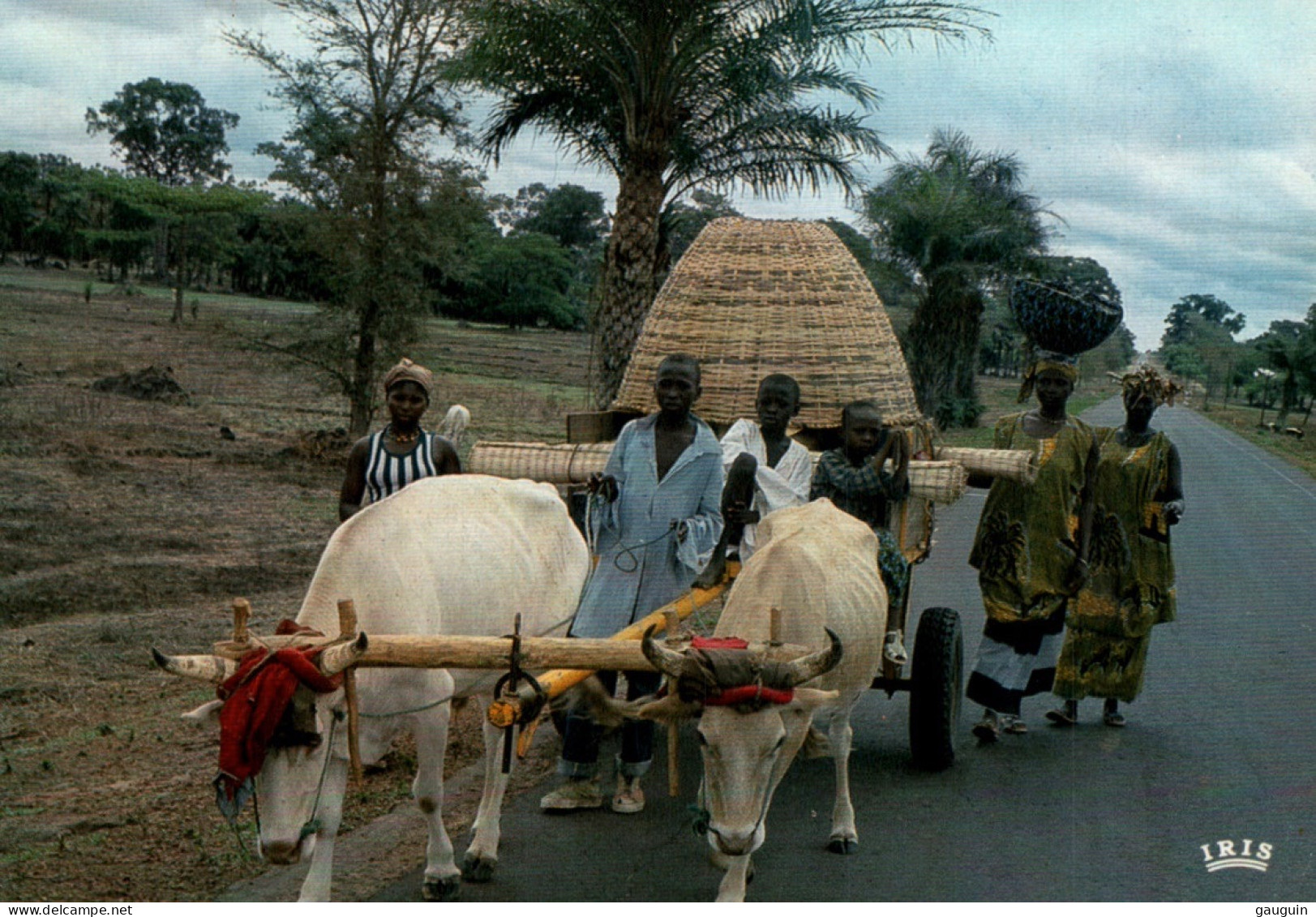 CPM - AFRIQUE En Couleurs - Attelage De Boeufs - Rencontre Sur La Route - Edition Iris-Mexichrome - Non Classés