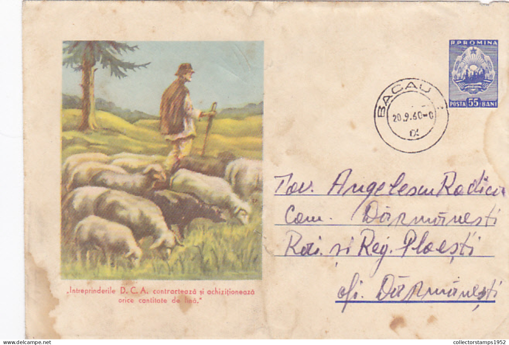 SHEEPS, SHEPHERD, AGRICULTURE, COVER STATIONERY, 1960, ROMANIA - Agriculture