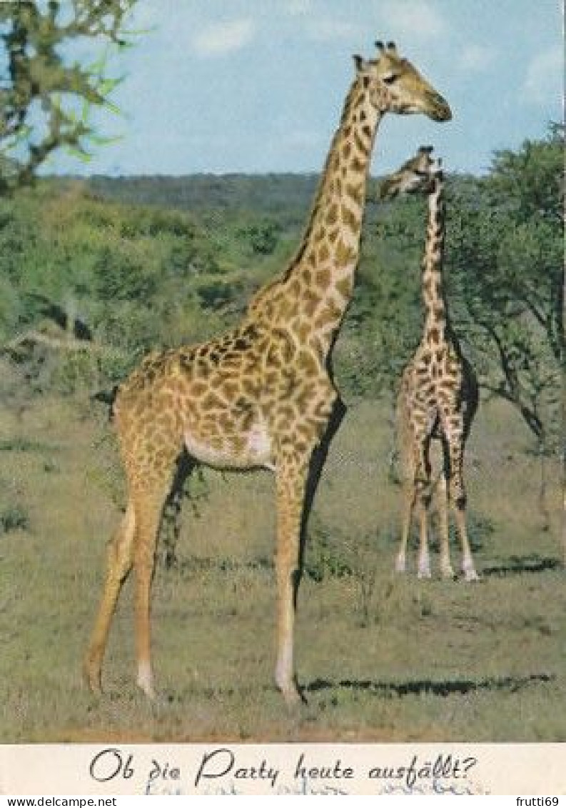 AK 147328 GIRAFFE - Giraffes