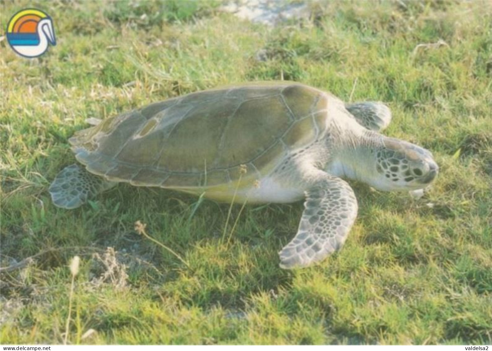 CUBA - CAYO LARGO - TARTARUGA / TESTUGGINE / TORTUGA / TURTLE / TORTUE - Tortues