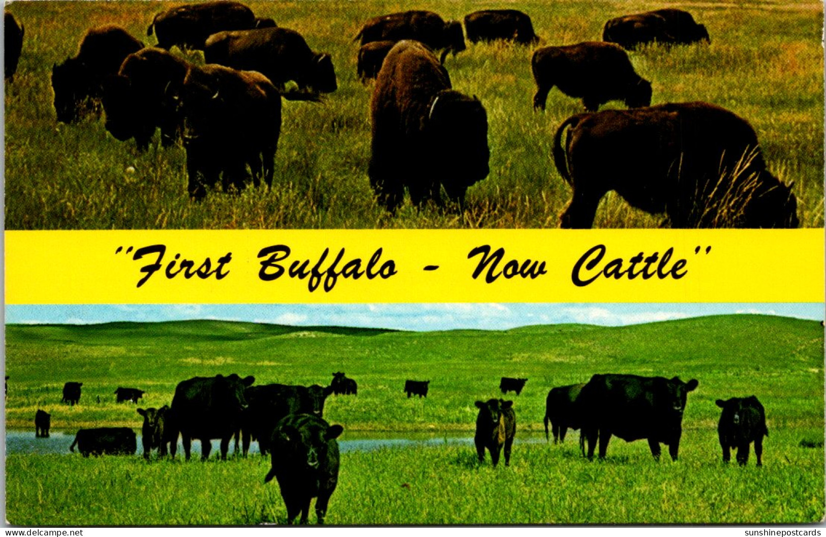 Nebraska First Buffalo Now Cattle Split View - Autres & Non Classés