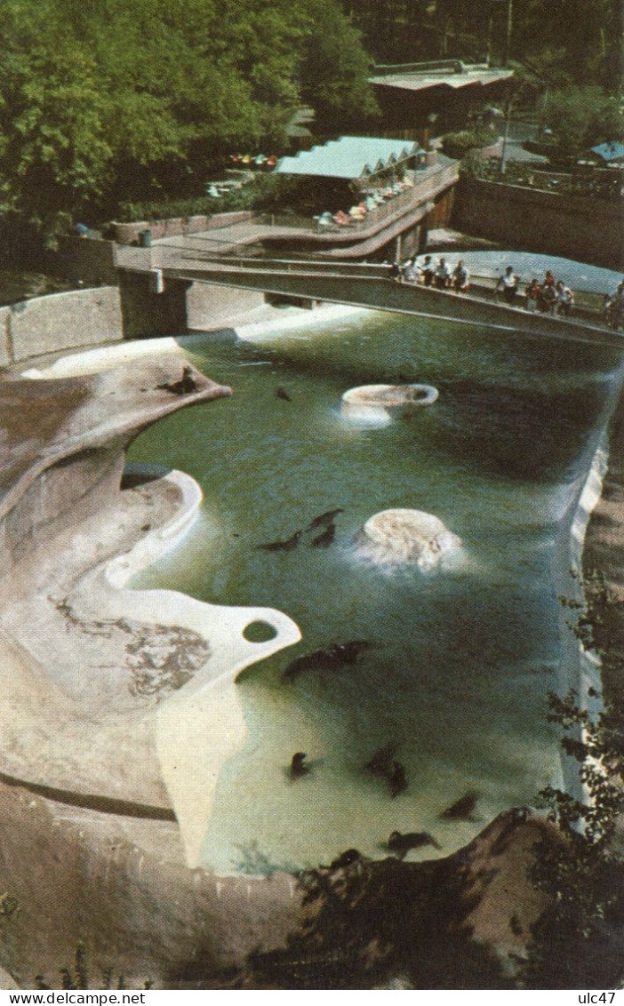 - SAN DIEGO. ZOO.  -  California Sea Lion Pool - - San Diego