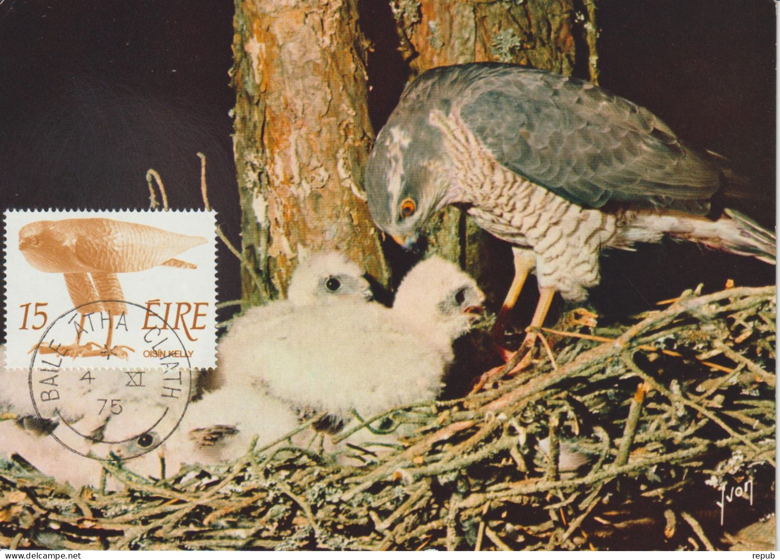 Irlande Carte Maximum 1975 Oiseaux épervier 326 - Cartoline Maximum