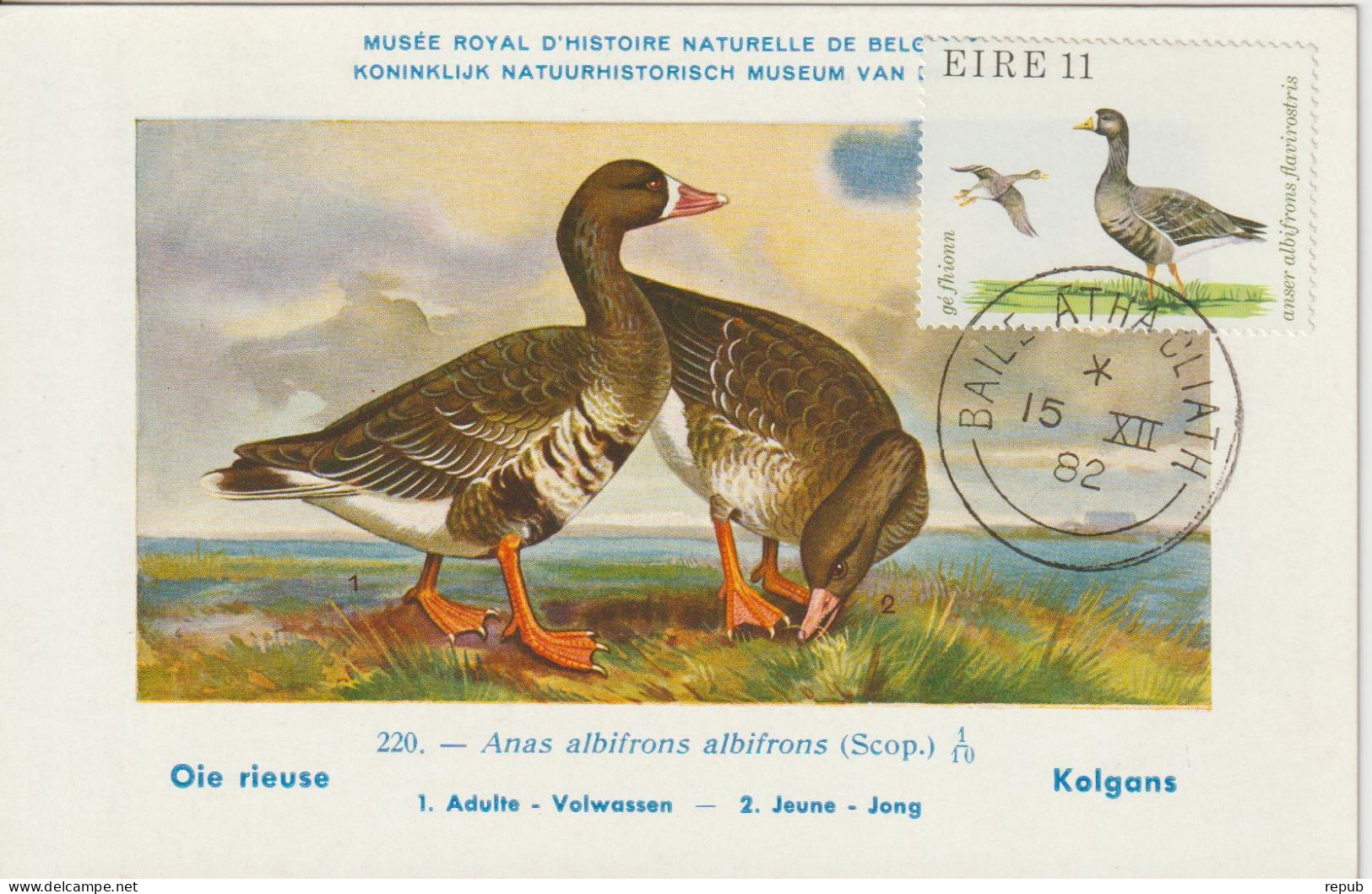 Irlande Carte Maximum 1979 Oiseaux Oie 402 - Cartoline Maximum