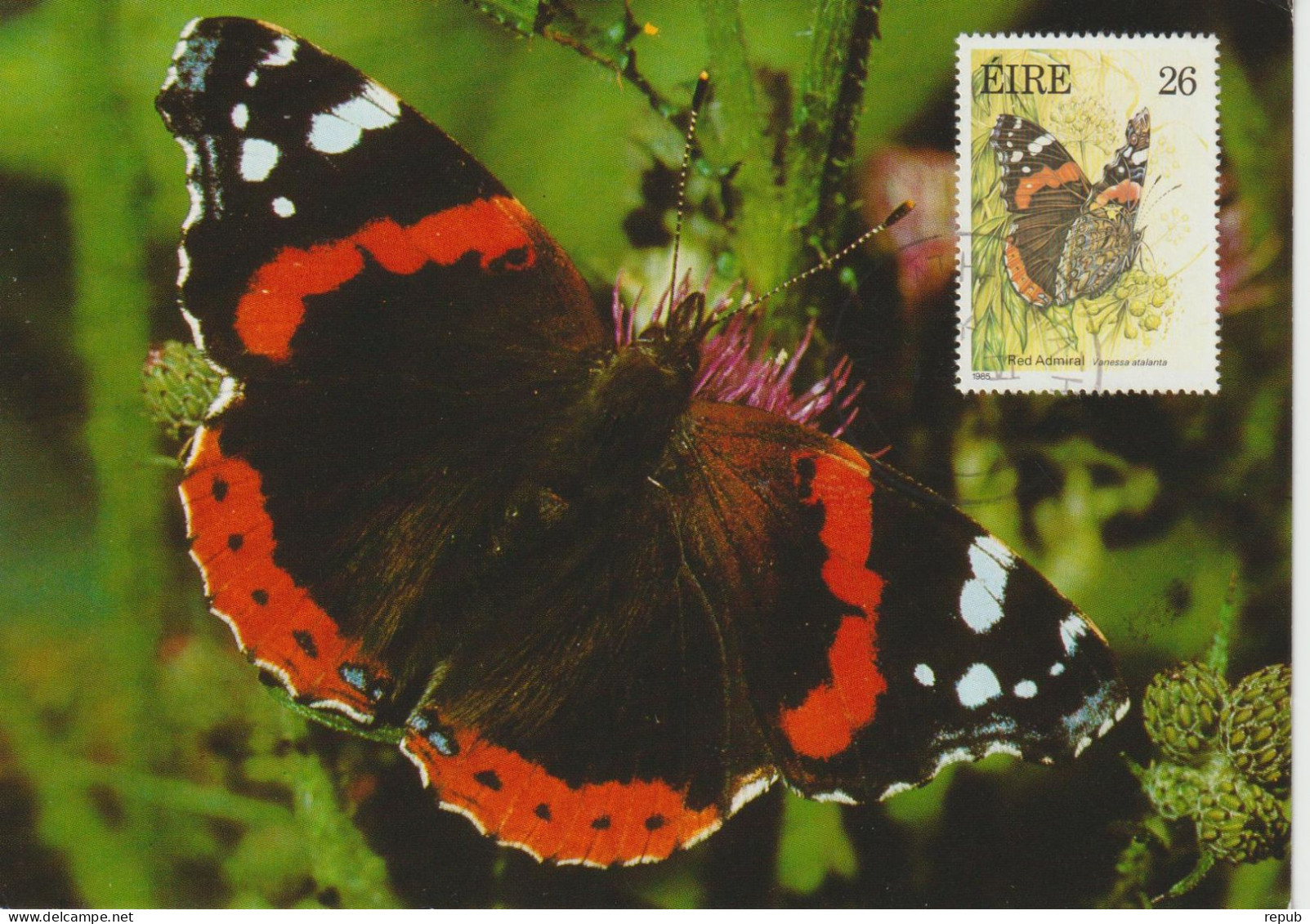 Irlande Carte Maximum 1985 Papillons 563 - Tarjetas – Máxima