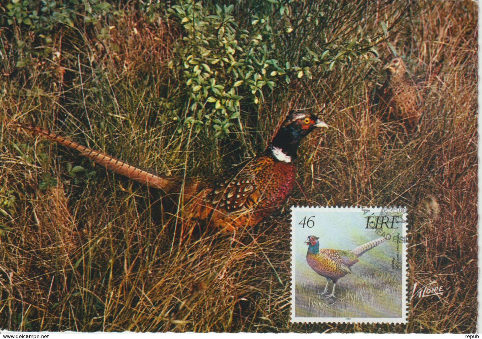 Irlande Carte Maximum 1989 Oiseaux Faisan 696 - Maximumkaarten