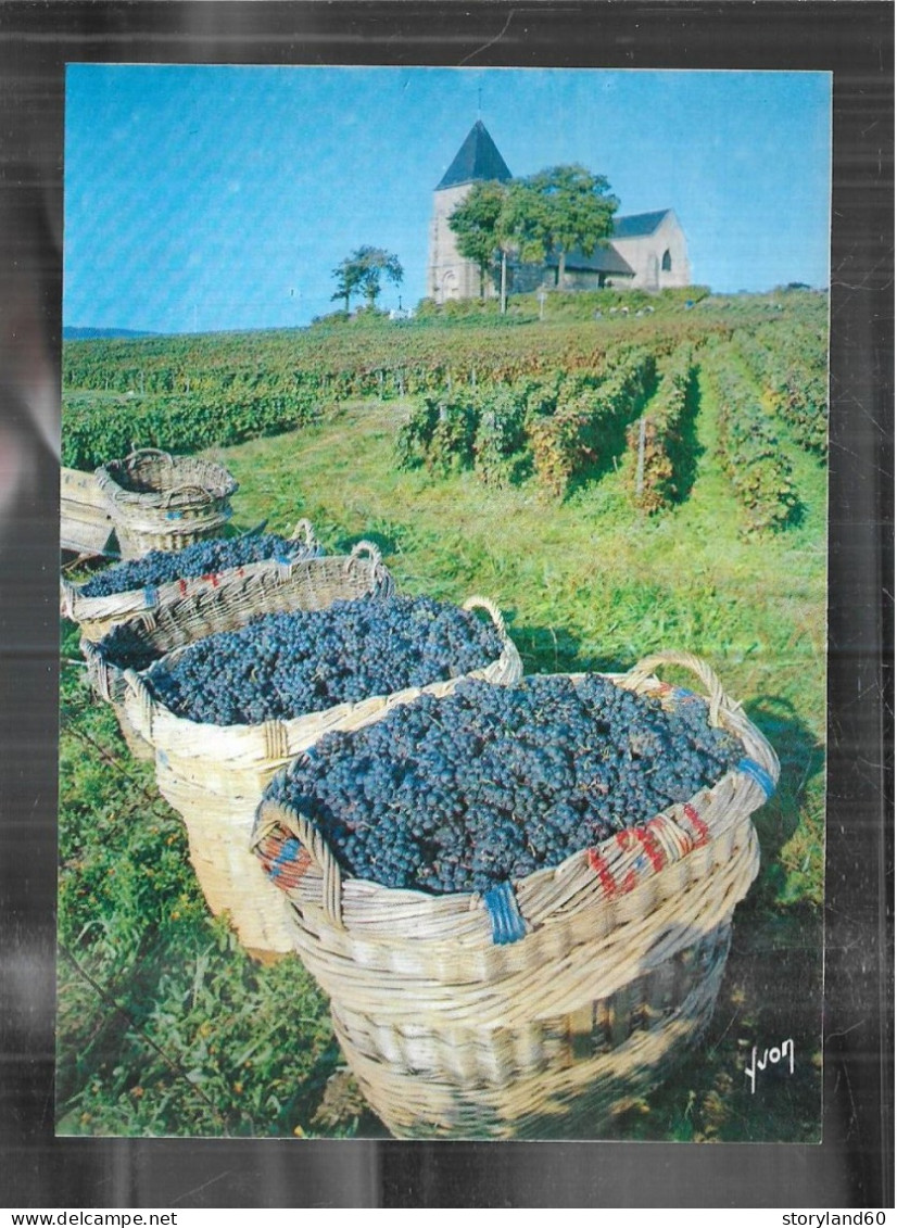 Cpm 5137731 Vendanges En Champagne - Champagne-Ardenne