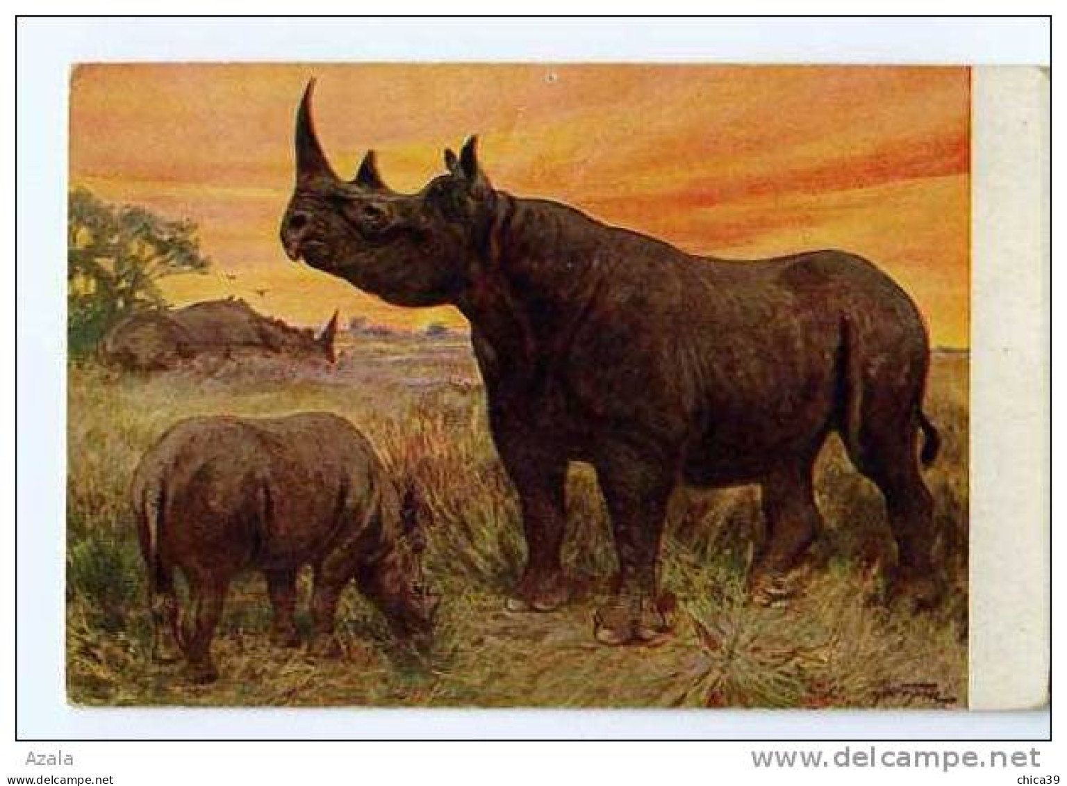 006856  -  Par Illustrateur  -  Les Rhinocéros - Neushoorn