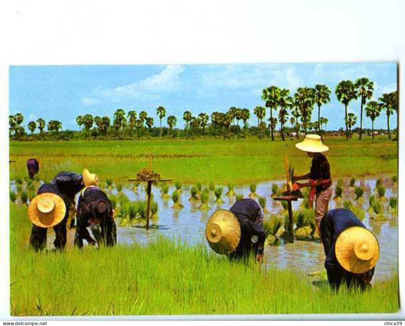 011859  -  Farmers Root Out Young Rice Plants, Binding Them Into Sheaves For Transplanting In The Farm - Thaïlande
