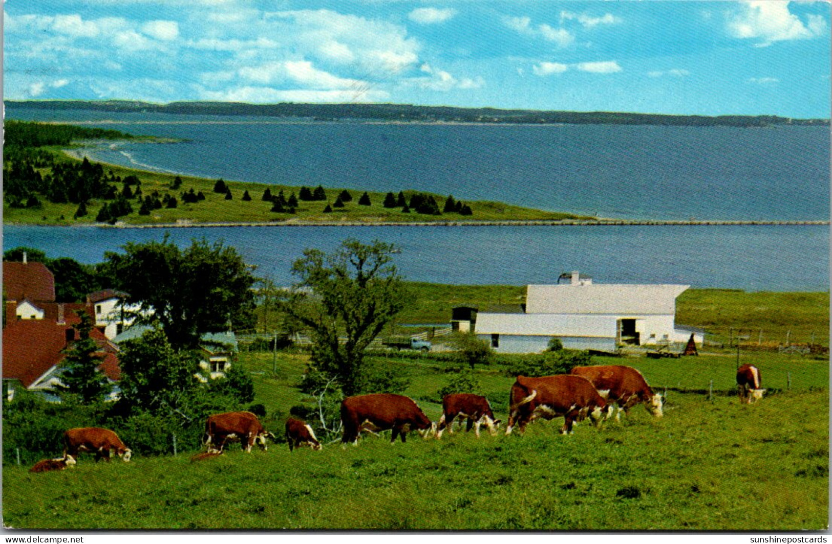 Canada Nova Scotia South Shore Petite Riviere Canadian Hereford Cows 1968 - Otros & Sin Clasificación