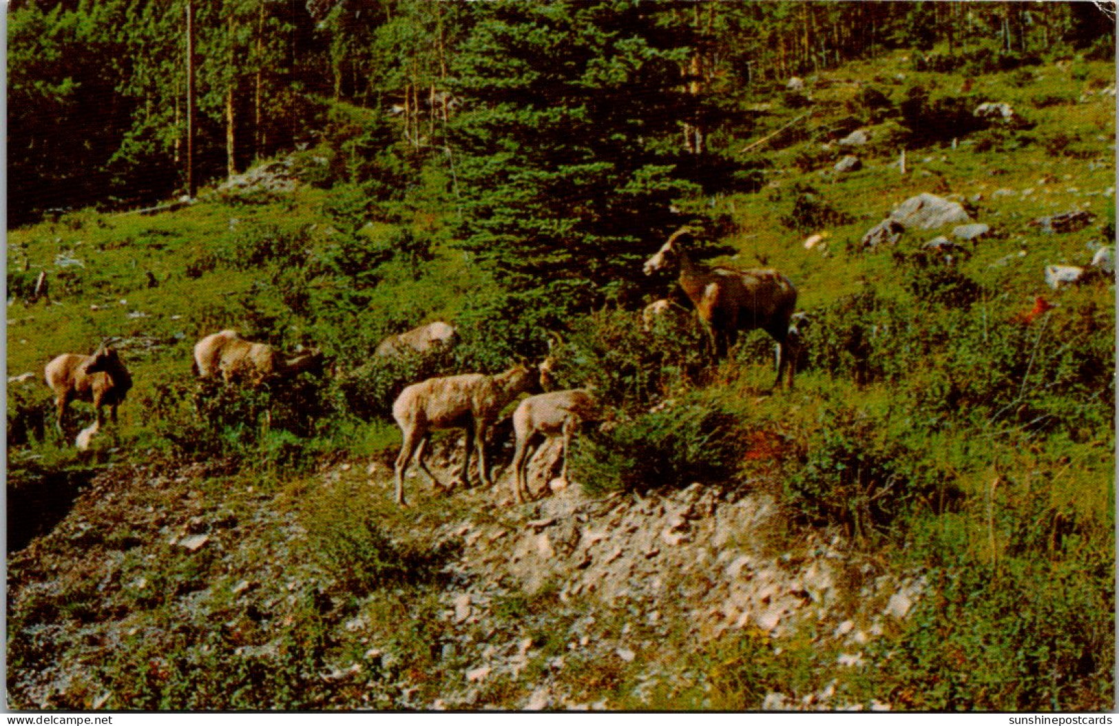 Canada Banff National Park Mountain Goats - Banff