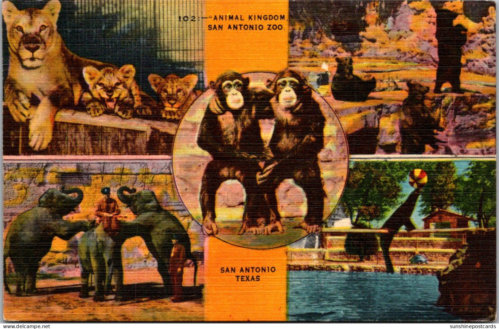 Texas San Antonio Zoo Animal Kingdom Elephants Lions Chimpanzees And More 1945 - San Antonio